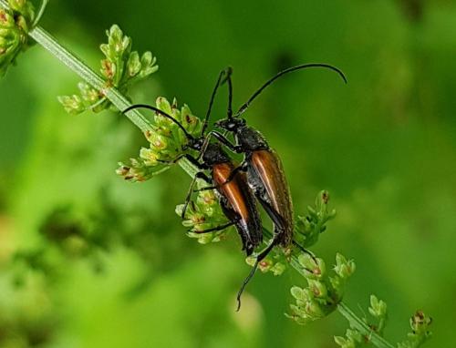 Stenurella melanura